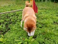 動画:日和 バイロン アジリティ