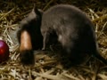 動画:### 鯖障害video7回避分 ### Charlotte'sWeb